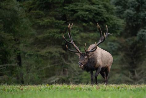 Preparing for Elk Season » Got Hunts