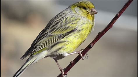 Canary Birds Singing & Chirping - YouTube