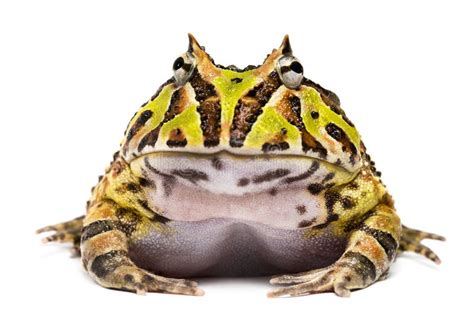 Front View Of An Argentine Horned Frog, Ceratophrys Ornata Stock Images - Image: 37850354