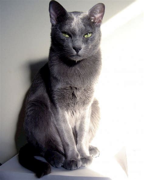 FelineLiving.net | Grey cat breeds, Grey cats, Cat breeds