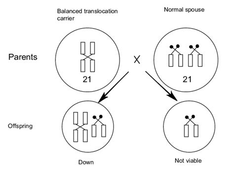 Translocation Down Syndrome Diagram