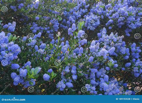 Evergreen Shrub Of Buxus Microphylla Stock Photography | CartoonDealer ...