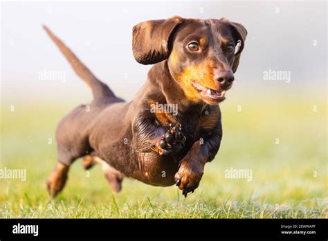 Dog waving paw hi-res stock photography and images - Alamy