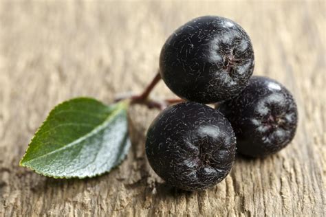 Aronia (chokeberry): Health benefits and nutrition