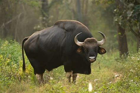 The images of an Indian Bison, or Gaur, in Pune’s urban landscape, the ...