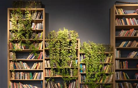 Wallpaper books, plants, shelf, books, shelves, books images for desktop, section разное - download