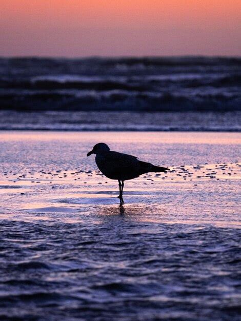 Premium Photo | Silhouette bird on beach