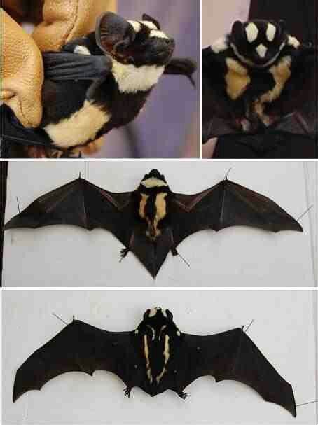 Badger bat found in south sudan. | Bat species, Bat, Weird animals