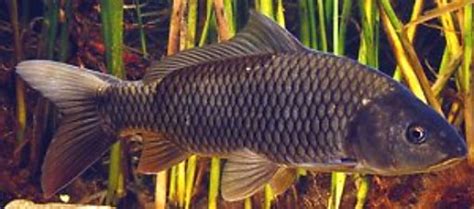 General information about carp | Department of Primary Industries