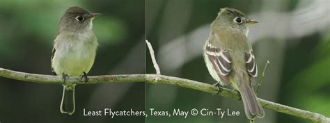 Yellow-bellied Flycatcher Identification During Migration - Surfbirds