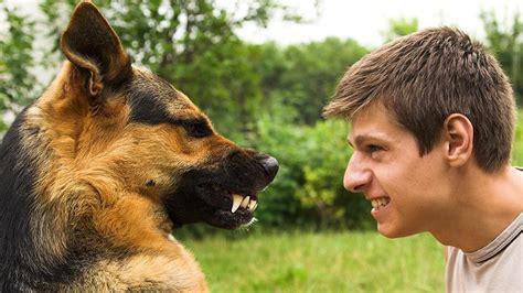 Study Examines Dog Bites to the Face