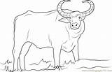 Domestic Asian Water Buffalo Coloring Page  Free sketch template