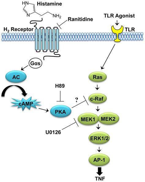 Pathway diagram of the mechanism of histamine inhibition of ERK ...