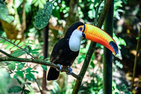 Toco Toucan Facts - Animals of South America - WorldAtlas.com