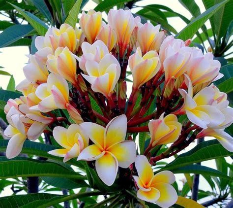 Plumeria Rubra Flower | What is it? [With 3+ Secret Uses]