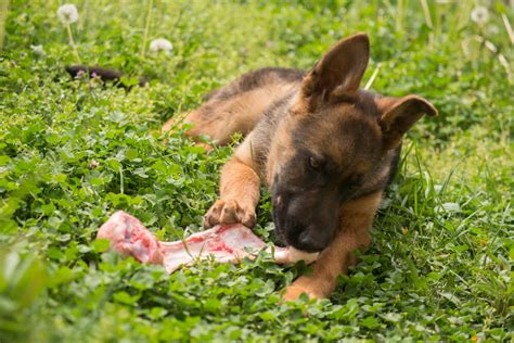 Can a German shepherd puppy eat raw meat?