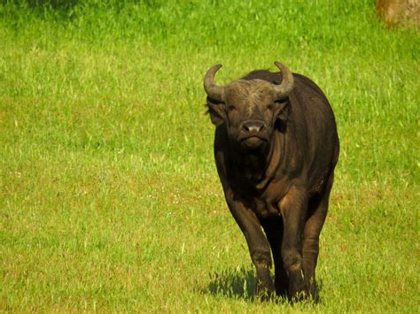 Buffalo, Cape - Safari West