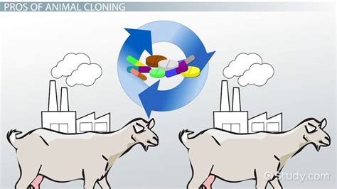 Animal Cloning | Process, Pros & Cons - Lesson | Study.com