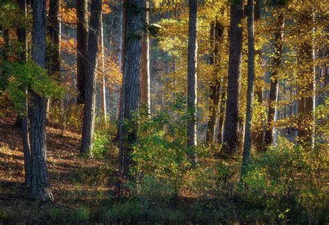 Autumn Woods Photograph by Bill Chambers | Fine Art America