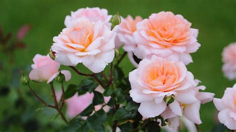 rose, Flowers, Flower, Roses, Bokeh, Landscape, Nature, Garden ...