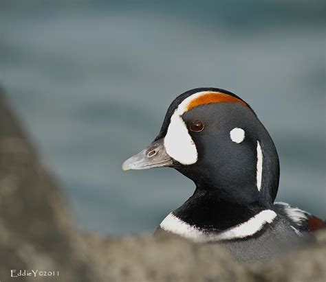 Harlequin Duck – Male - a photo on Flickriver