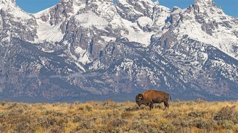 In Grand Teton National Park, a dedicated volunteer brigade is there to keep you—and wildlife ...