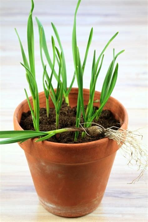 How to Grow Garlic Indoors | Growing Garlic In Pots