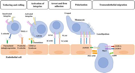 What Is A Endothelial Cell