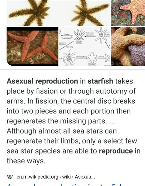 Starfish Reproduction