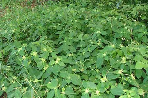 Euphorbia heterophylla