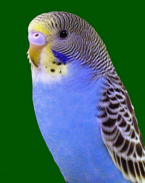 Budgie | Parakeet, Pet birds, Budgies bird