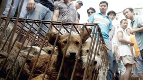 Animal rights activists target China dog meat festival | WREG.com