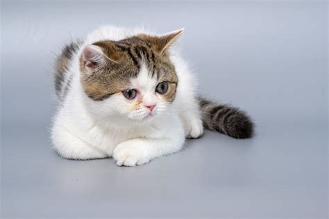 200 Best Arabic Cat Names With Meanings - Cats.com