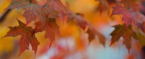 HD wallpaper: yellow, purple, and red leaves, autumn, banner, border, text box | Wallpaper Flare