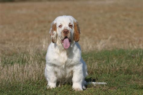 Clumber spaniel: Dog breed characteristics & care