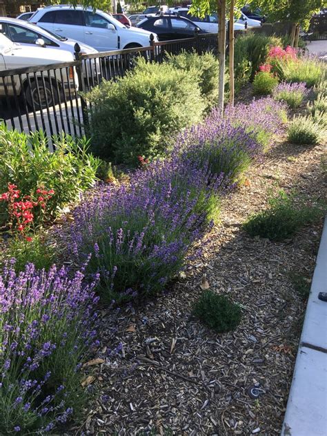 Need help identifying this specific Lavender bush. Zone 9A. #gardening #garden #DIY #home # ...