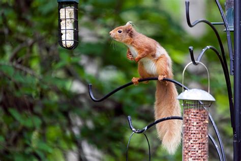 Eurasian Red Squirrel 8108787 Stock Photo at Vecteezy