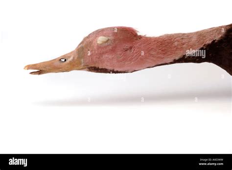 Extinct bird, Rhodonessa caryophyllacea, Pink headed Duck. YPM 42022. Yale Peabody Museum ...