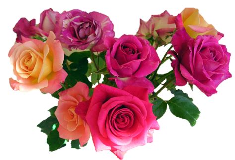 Pink Roses Flowers Bouquet Image Transparent HQ PNG Download | FreePNGImg