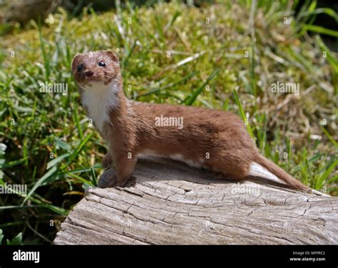 Eurasian Weasel/Least Weasel, UK Stock Photo - Alamy