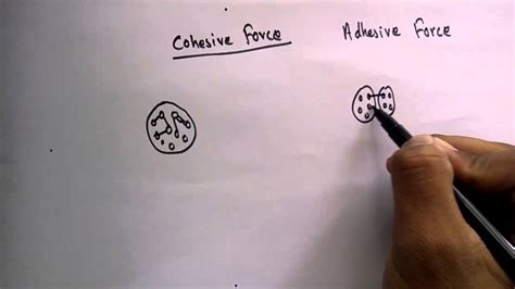 Cohesive Force and Adhesive Force - YouTube