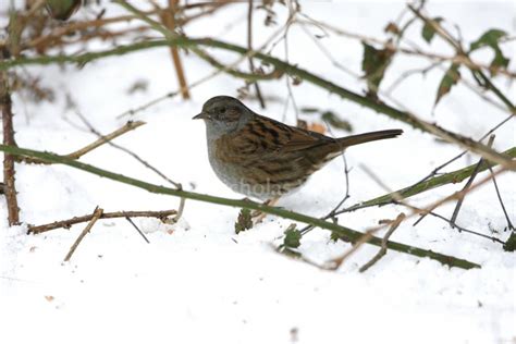 Dunnock - Bird Information, Photos & Videos | Vine House Farm