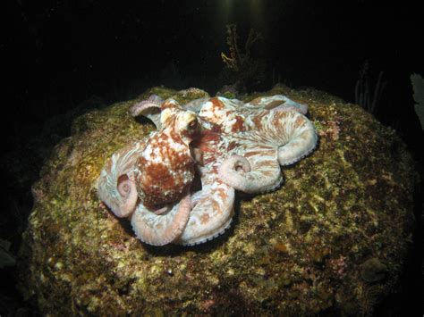 Caribbean Reef Octopus (Octopus briareus) - ANGARI Foundation