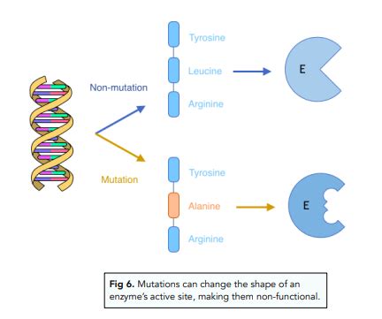 Dna Mutation