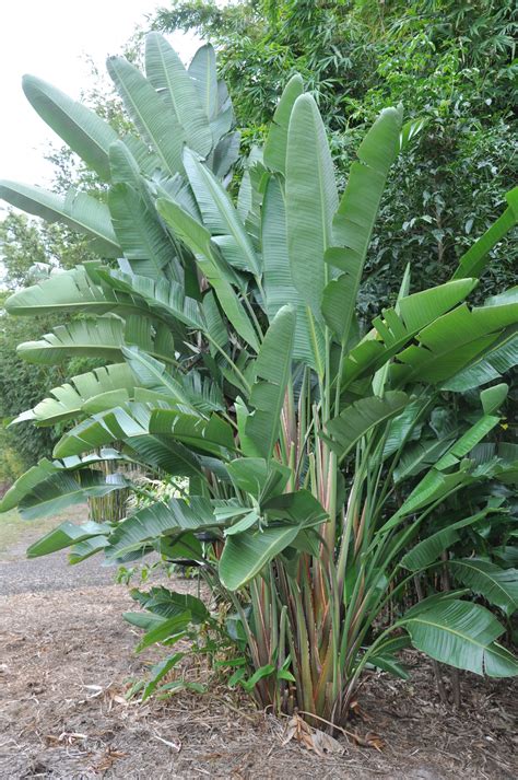 Strelitzia nicolai (Giant White Bird of Paradise)