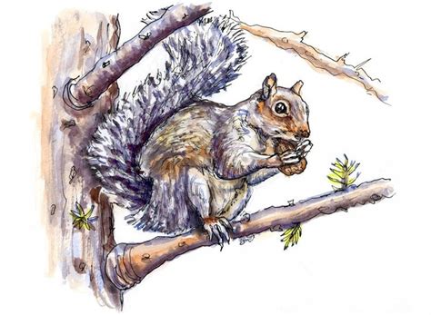 A Squirrel In A Tree - Doodlewash® | Watercolor sketch, Squirrel, Watercolor books