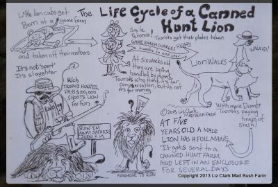 LionAid - The Life Cycle of a Canned Hunt Lion - News