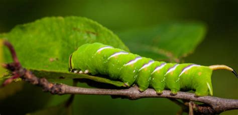 How to Stop Tomato Hornworms from Harming Your Tomato Plants ...