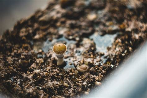 Magic Mushrooms. Psilocybin Cubensis. Home Mushroom Cultivation Stock ...