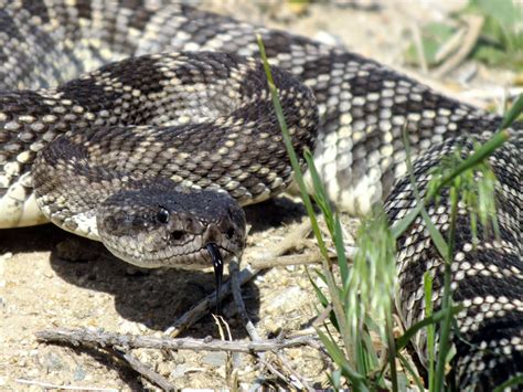 Crotalus atrox (Viperidae) image 49051 at PhytoImages.siu.edu